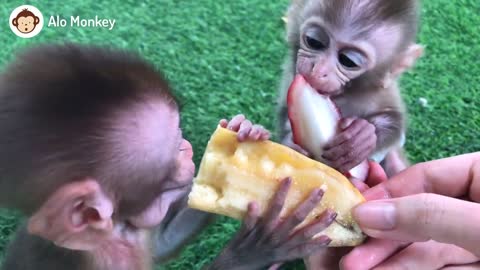 Baby Monkey BiBi couple picking fruit, Animals home.