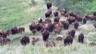 Bison on the move