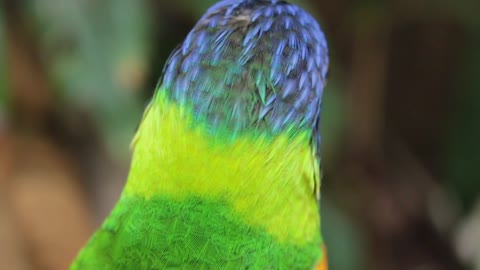 Parrot bird colorful animal color cute