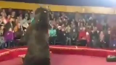 Video registró el ataque de un oso de circo a su domador