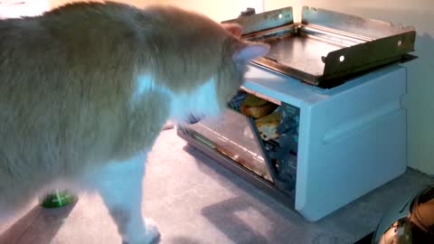 Cat Opens Toaster Oven