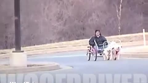 Sacco Dog Powered Go-Cart Perfect Rhythm