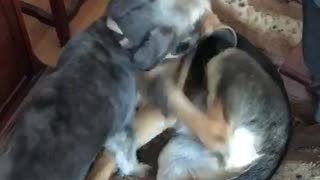 Small brown terrier plays with large german shepherd
