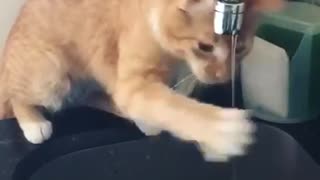 Orange cat trying to cat water stream