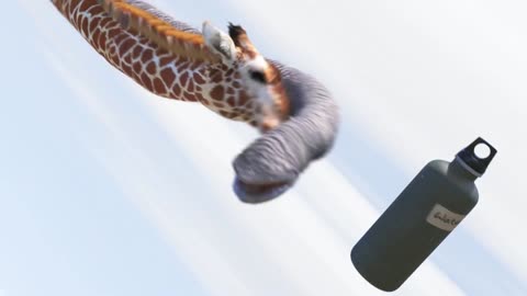 Elephant vs Giraffe