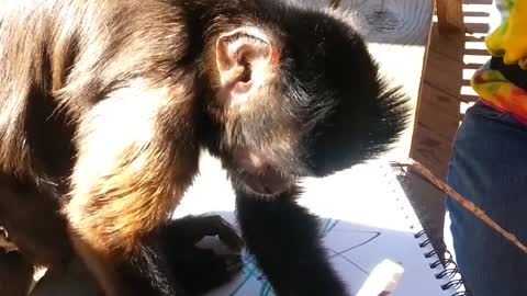 Boomer Capuchin Monkey Drawing at North Georgia Zoo draws for guests