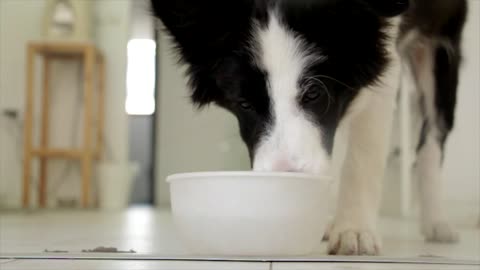 Dog Drinking Home Animal Food Anhydrous Animal