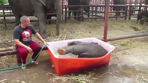 Baby Elephant Bathing 'Double trouble