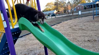 Dogs Go Down Slide