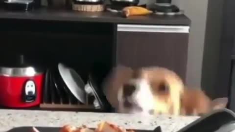 perrito trying to eat
