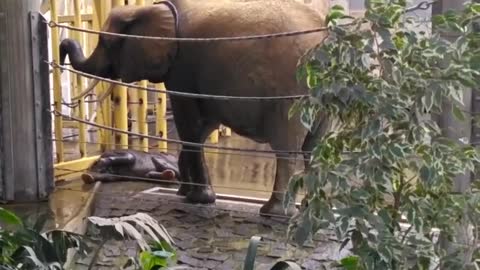 Baby elephant takes a shower with mom and fools around!