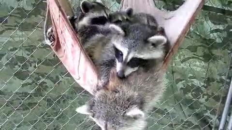 Remolones mapaches toman una siesta grupal en una hamaca
