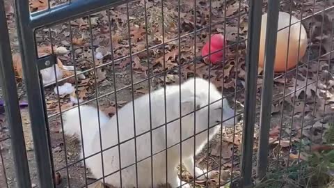 Cutest Chubbiest White Fox Ever!