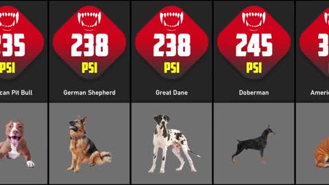 Dogs Bite Force Comparison | TOP 30 DOGS WITH STRONGEST BITE FORCE