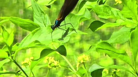 A beautiful blue dragonfly / Beautiful animal on a bush.