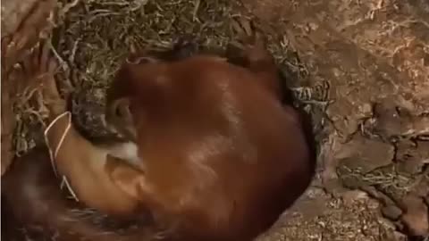 Have you seen how a squirrel sleep?🔥🔥🔥