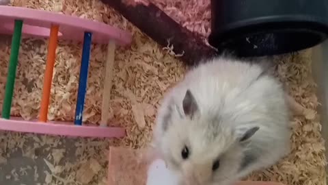 Hamster pudding passes