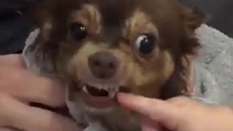 Oh God this Chihuahua Dog Bites Baby