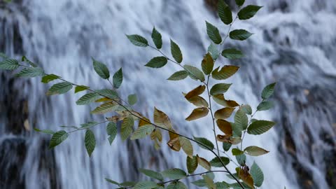 Watch Forest Waterfall Footage