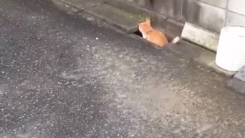 funny cats waiting for meal if lasco hahaha