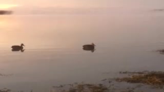 Maine coast duck hunt