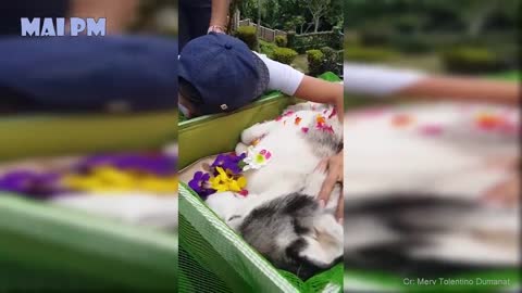 TRY NOT TO CRY - Emotional Moments Owners Say goodbye to their dying dog Compilation