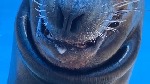 sealion#funny#animallover