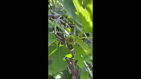 Fig tree is special flowerless tree