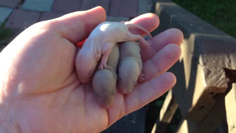 Rat Babies 1 week old 9.28.2013