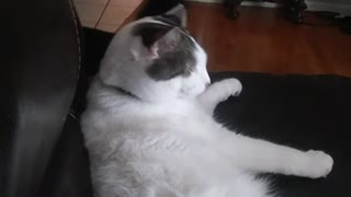 Weird cat licking self