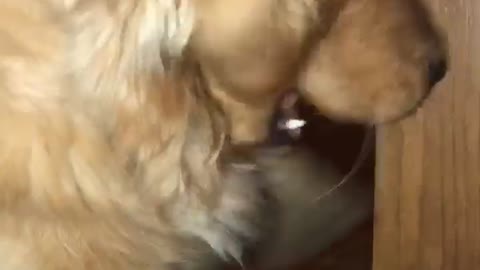 Golden Retriever and cat battle