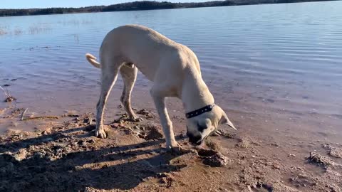 Puppy Digging For Clams