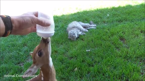 CUTEST Compilation of Baby Deer (Fawn) Jumping & Hopping
