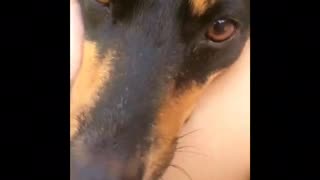 Music black and brown dog rests head between owners legs for pets