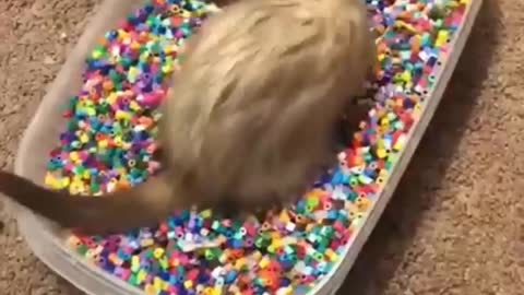 Cute pet 🐶 enjoying in chocolate tub