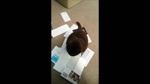 Strange cat likes mail dumped on her head