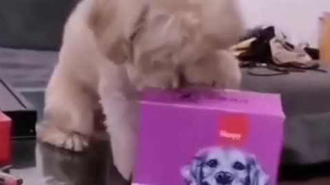 FUNNY VIDEO A DOG KEEPING SAFE MY MONEY