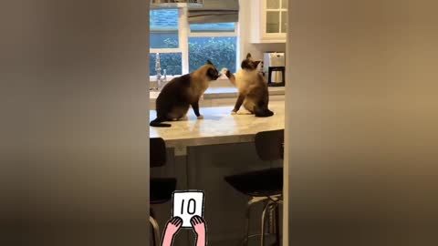 THE BEST FUNNY CAT VIDEOS