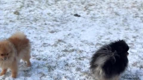 Cute little dogs playing in the snow funny and beautiful thing