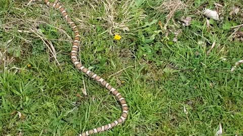 Evicting an Eastern Milk Snake from My Basement