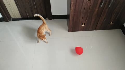 Adopted Street Cat First Time Seeing And Playing With Balloon