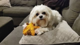 A Dog and His New Toy