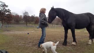 Beautiful and smart horse does Spanish Walk - sort of