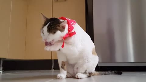 Cute cat ||| wash face