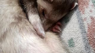 Ferret Cuteness