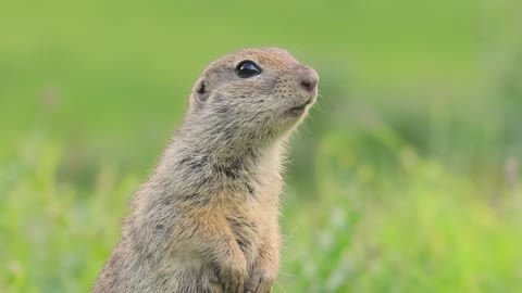 Mountain Caucasian ground squirrel or Elbrus ground squirrel (Spermophilus musicus)