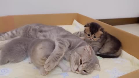 “Go to sleep! A cute kitten who rebels against his mother and attacks her, only to get hit back