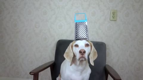 Dog Balances 100 Household Items on Head_ Funny Dog Maymo Tricks