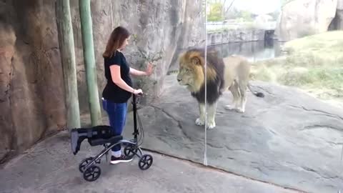 This lion