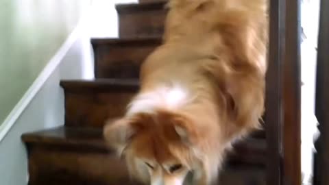 Unbelievable Dog Chases Its Tail! Watch Sandy's Hilarious Hilarity!